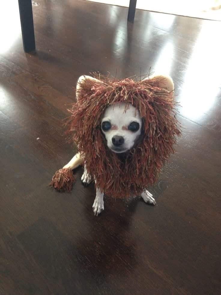 ↓ 1 – Pets Halloween Costume